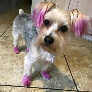 Meet your Posher, Donna